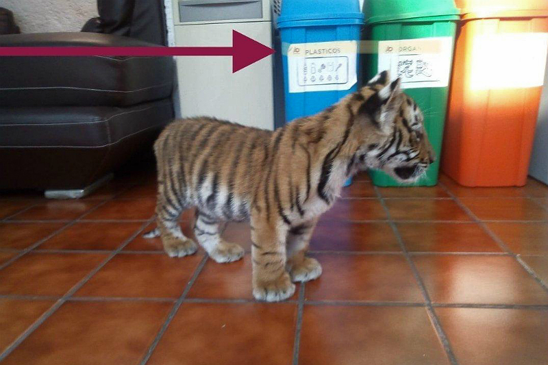 Tigre pertenece a asociación que visitó edificio de la alcaldía. Noticias en tiempo real