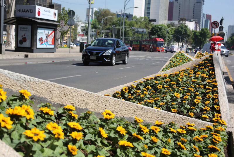 Van Gogh Alive llega a CDMX, Reforma le da la bienvenida con girasoles (+fotos). Noticias en tiempo real