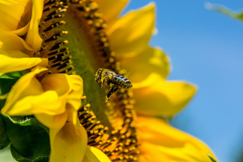 Girasoles, esperanza para las abejas - 24 Horas