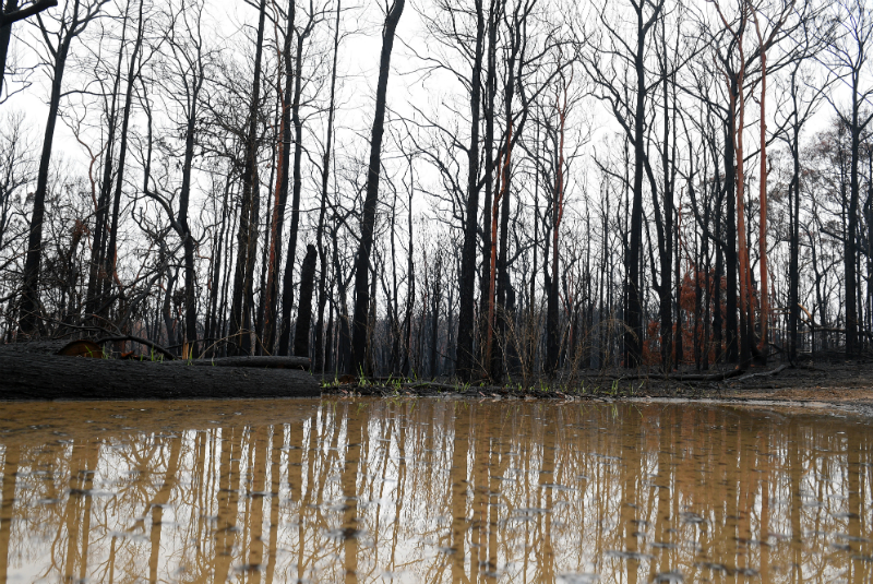 Por primera vez desde septiembre, Australia logra controlar incendios forestales. Noticias en tiempo real
