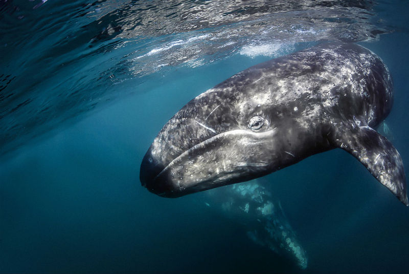 Sal de lo ordinario con el avistamiento de ballenas grises. Noticias en tiempo real