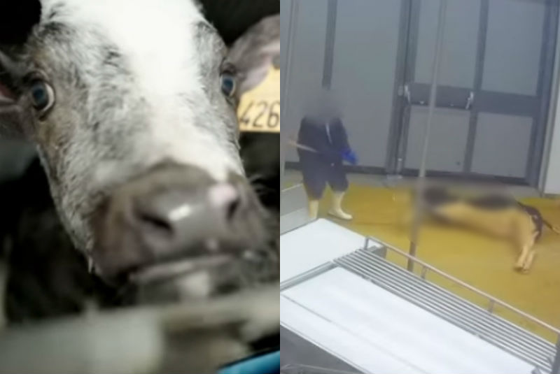 Video exhibe cruel sacrificio de vacas en un matadero; después de verlo querrás ser vegano. Noticias en tiempo real