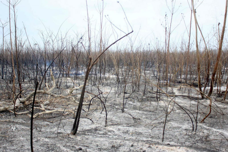 Ley en Francia busca reducir riesgo de incendios forestales. Noticias en tiempo real