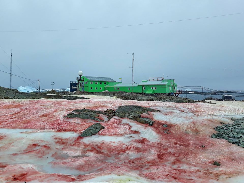 Esta es la razón por la que apareció nieve color rojo sangre en la Antártida (+fotos). Noticias en tiempo real