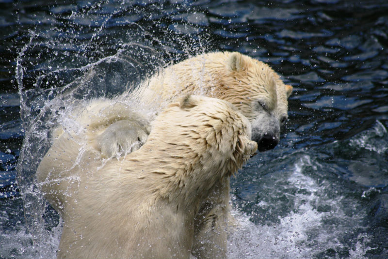 Debido al calentamiento global, osos polares se comen entre sí. Noticias en tiempo real