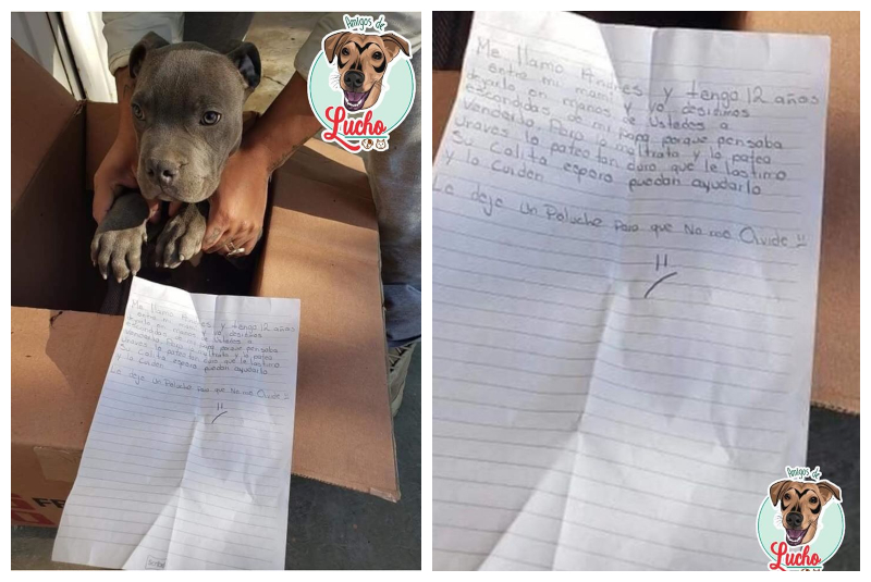 Niño deja conmovedora carta de despedida a su perrito antes de entregarlo a refugio (+fotos). Noticias en tiempo real