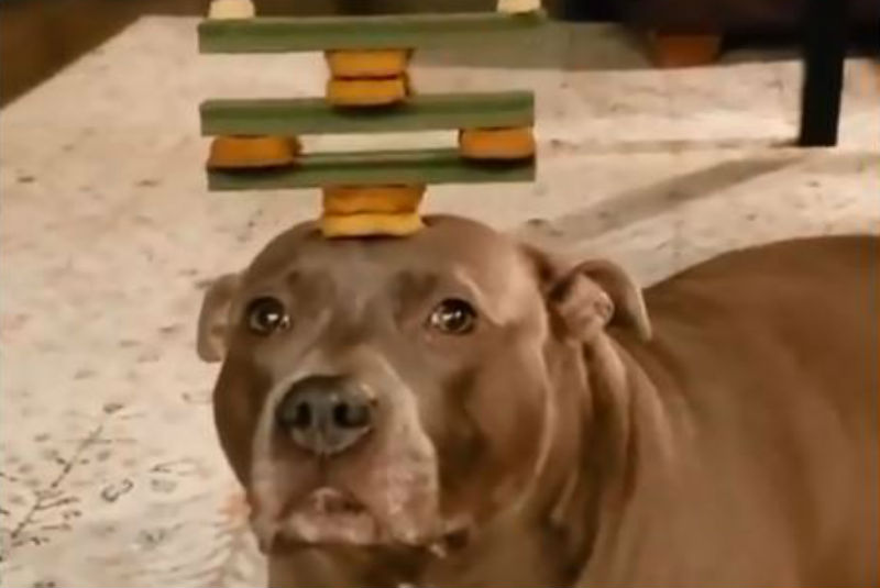 Indigna en redes perrito que es obligado a hacer trucos para poder comer (+video). Noticias en tiempo real