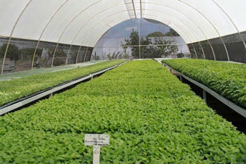 Innovación tecnológica impulsa a sectores agroalimentarios: Aristóteles Vaca Pérez. Noticias en tiempo real