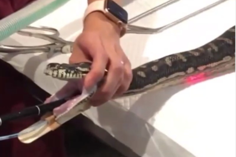 Captan momento en que extraen una toalla de “Monty”, una serpiente mascota (+video). Noticias en tiempo real