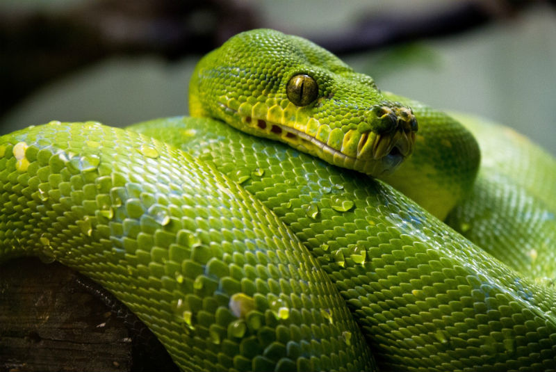 Restringen zona en lago de Florida por orgía de serpientes. Noticias en tiempo real