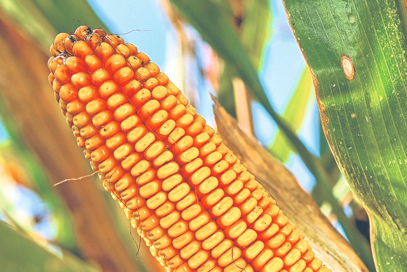 Segalmex apoyará a productores de maíz con precios de garantía. Noticias en tiempo real