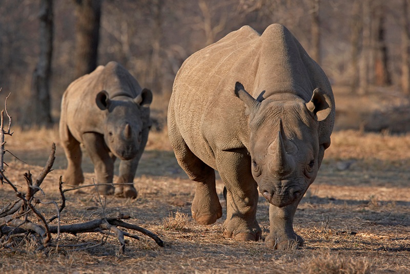 Disminuye caza ilegal de rinocerontes en Namibia. Noticias en tiempo real