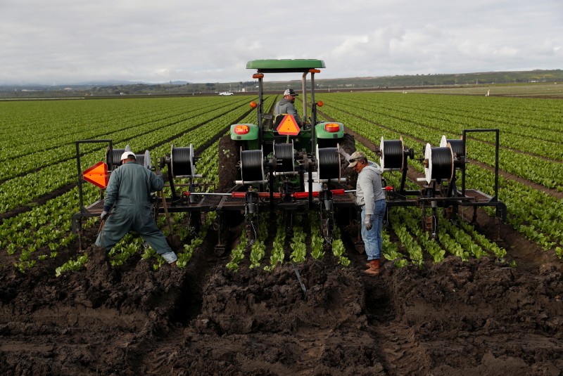 México reafirma medidas de protección para trabajadores agrícolas en Canadá. Noticias en tiempo real