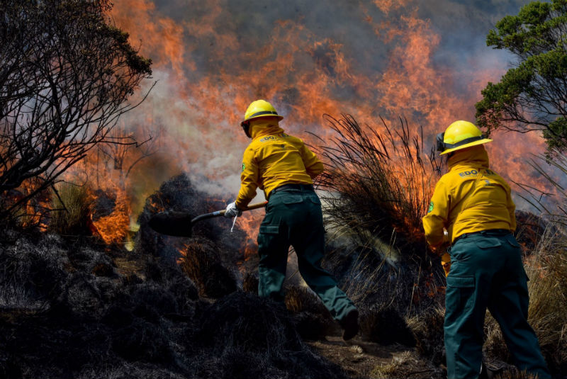 Incendios forestales registran descenso de 40%. Noticias en tiempo real