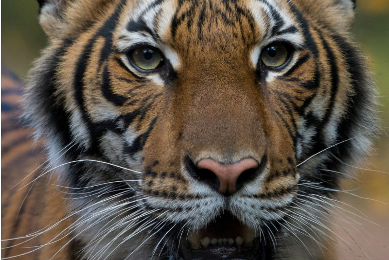 Tigre da positivo a Covid-19 en el zoológico del Bronx en Nueva York. Noticias en tiempo real