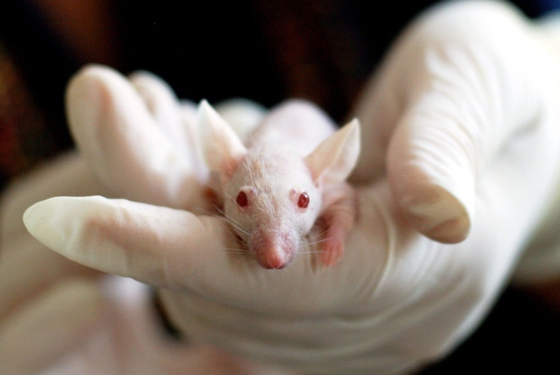 Científicos de EU prueban en ratones vacuna que es capaz de neutralizar el coronavirus. Noticias en tiempo real