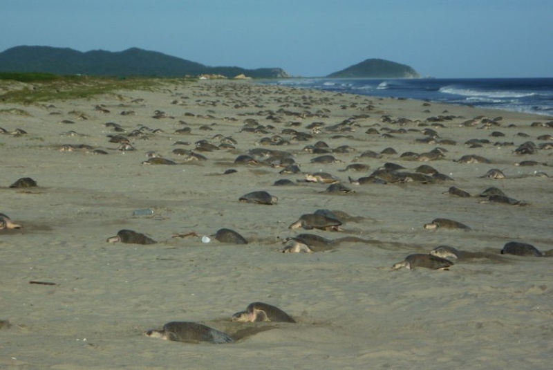 Por playas vacías ante coronavirus, Tortugas anidan en las playas de la India. Noticias en tiempo real