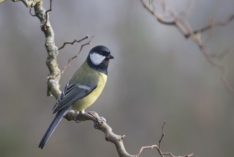 Actualizarán Libro Rojo de aves españolas por declive de especies. Noticias en tiempo real