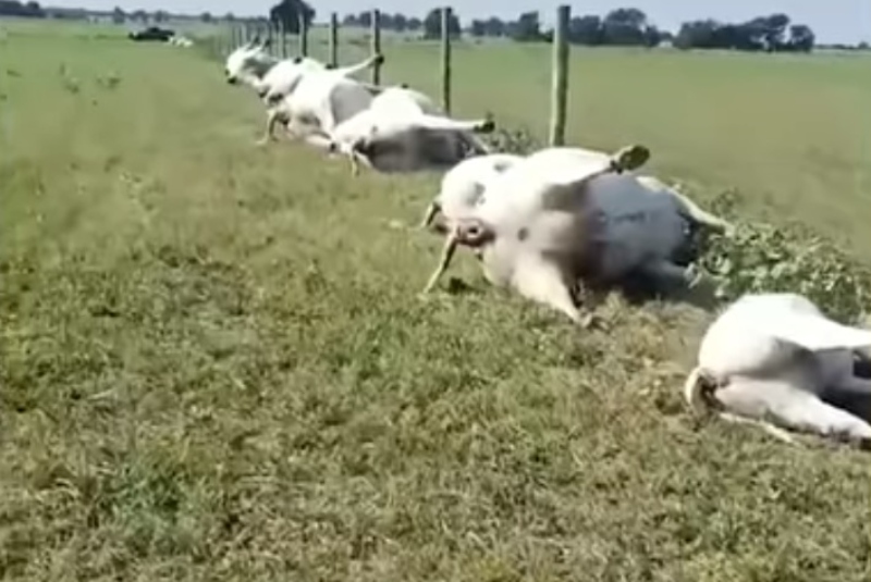 En fila, rayo acaba con la vida de 15 vacas y 8 terneros en Texas (+video). Noticias en tiempo real