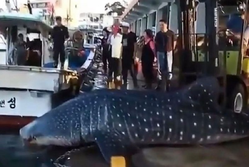 Gigantesca criatura marina deja a la gente sorprendida (+video). Noticias en tiempo real