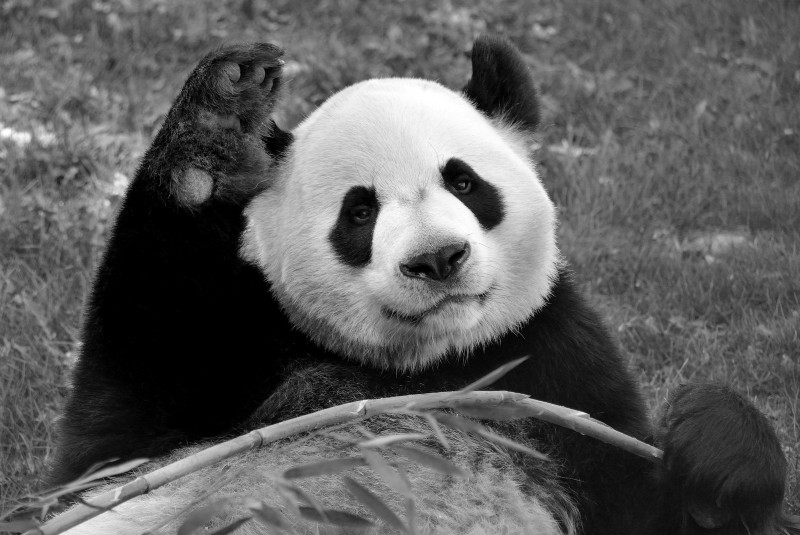 pandas de Canadá regresan a China