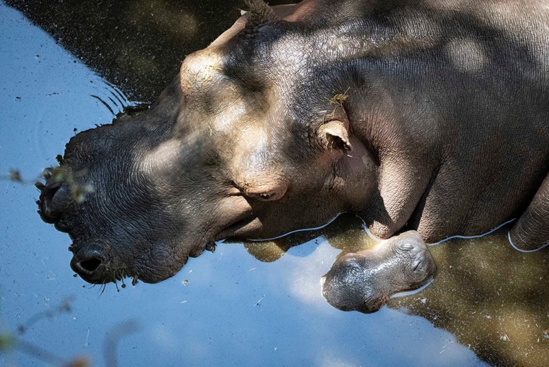 Hipopótamo bebé