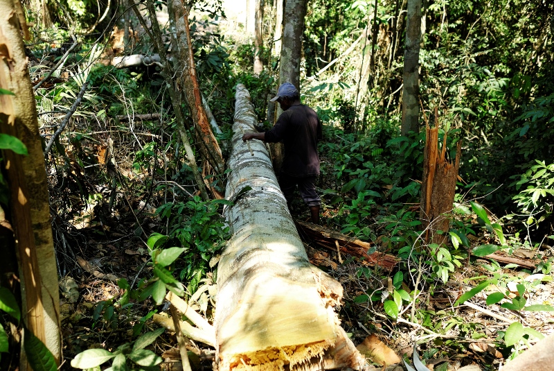 Deforestación en Amazonía brasileña aumentó 63.75% en abril. Noticias en tiempo real