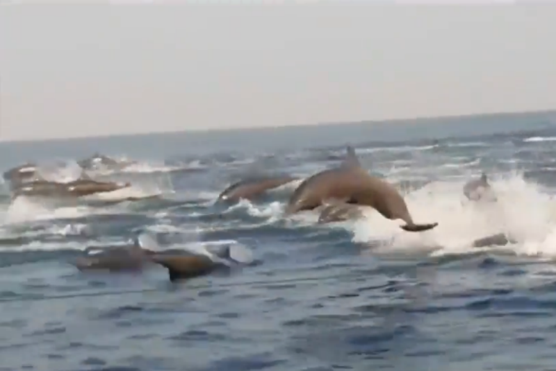 Decenas de delfines son vistos en las costas de Oaxaca (+videos). Noticias en tiempo real