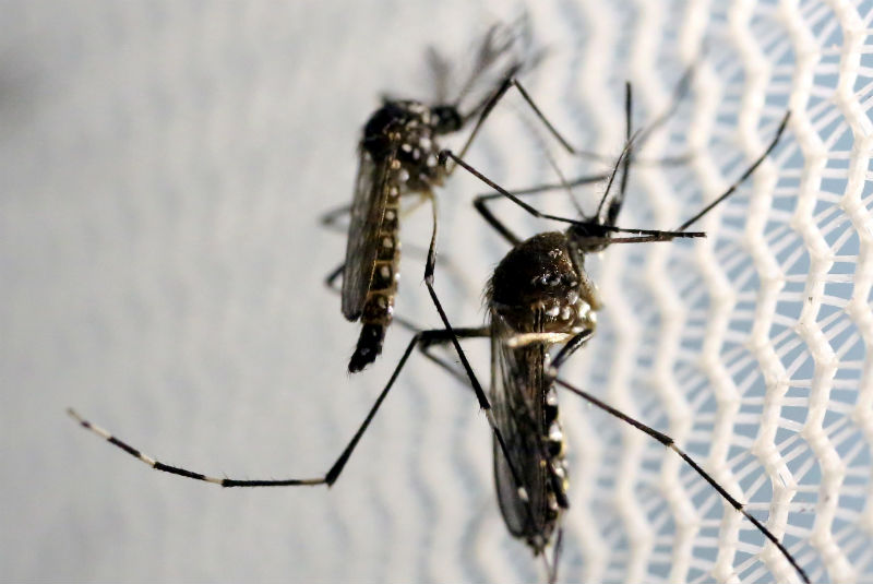 Casos de dengue mantienen incremento en Jalisco. Noticias en tiempo real