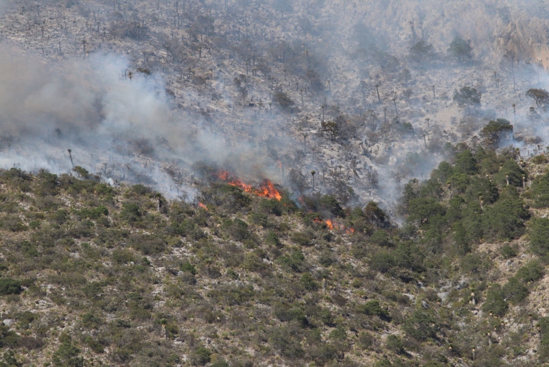 Controlan en su totalidad incendio forestal en San Juan del Río. Noticias en tiempo real