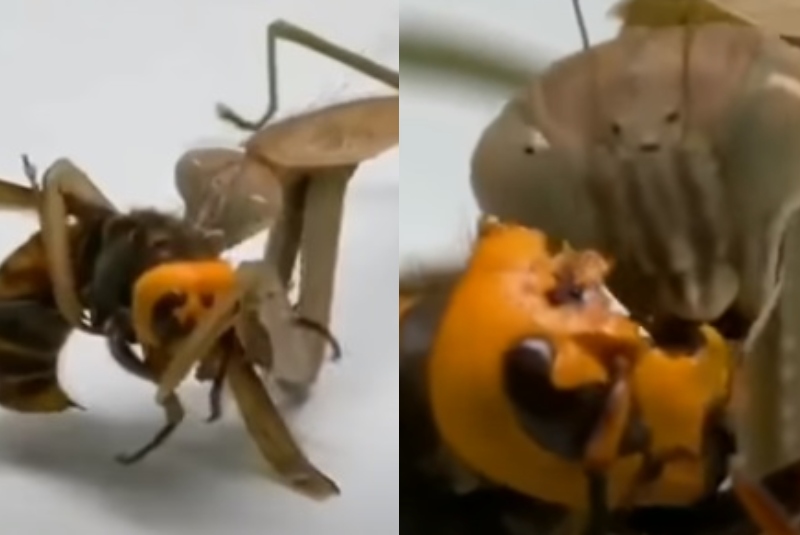 Mantis religiosa vs avispa asesina