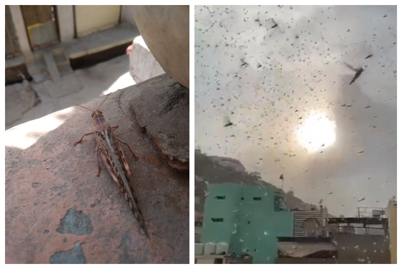 Plaga de langostas invade áreas residenciales en Jaipur, India (+videos). Noticias en tiempo real