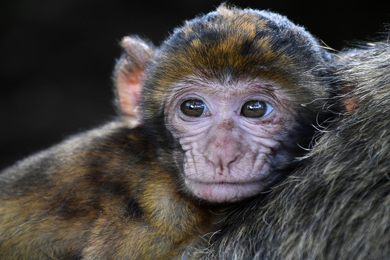 Monos roban muestras de sangre con Covid-19 en India; hay riesgo de propagación. Noticias en tiempo real