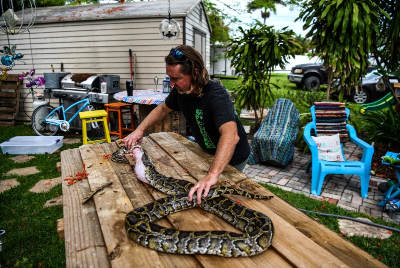 Joven muere tras sufrir mordida por parte de una de sus 25 serpientes. Noticias en tiempo real