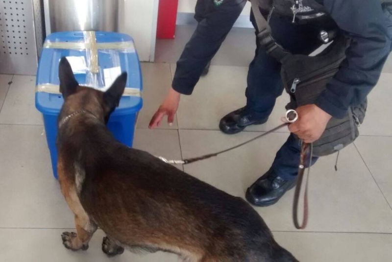 Perrito policía realiza descubrimiento inusual en aeropuerto (+fotos). Noticias en tiempo real