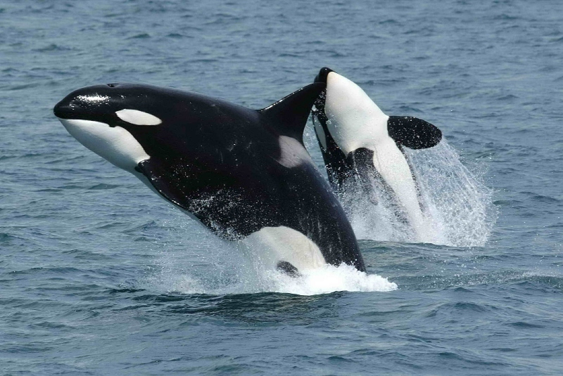 Captan a pareja de orcas persiguiendo a delfines para devorarlos en Guerrero (+video). Noticias en tiempo real