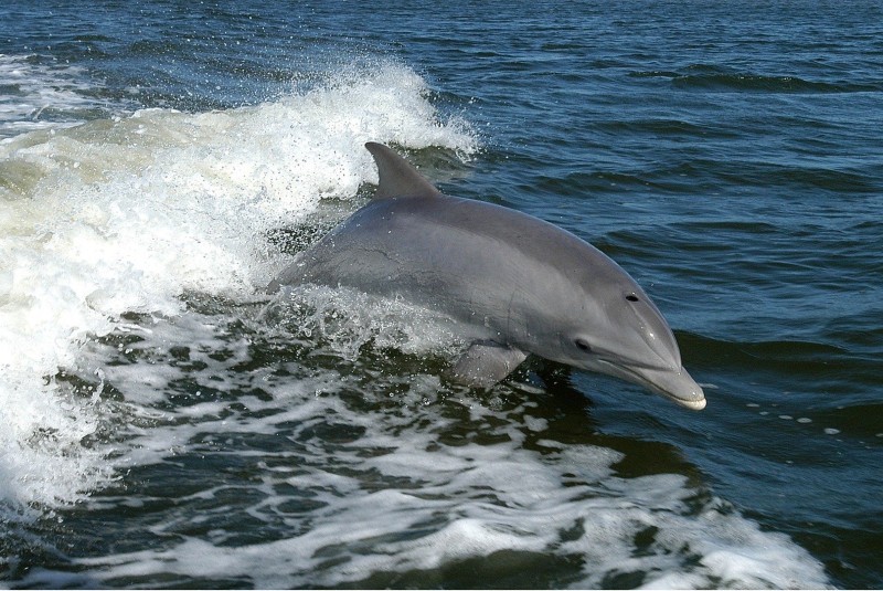 Captan a delfín en peligro de extinción en río de Argentina (+video). Noticias en tiempo real