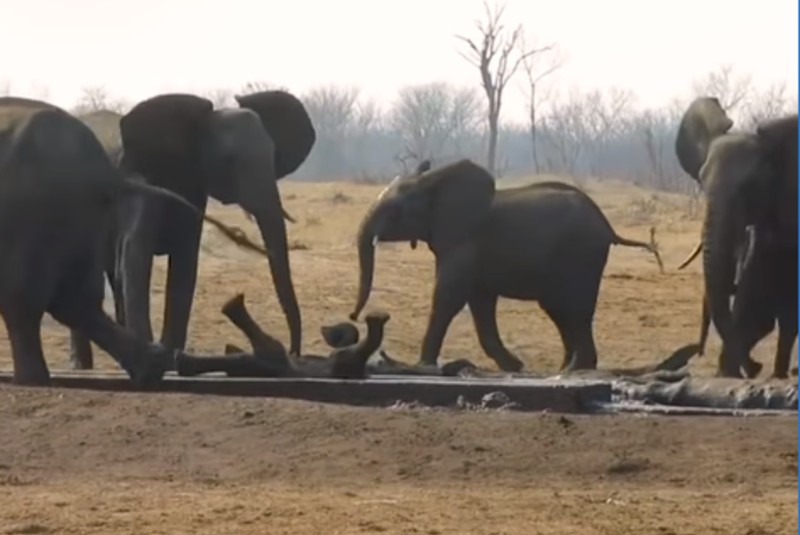 Elefantes salvan a su cría tras ser acechada por león (+video). Noticias en tiempo real