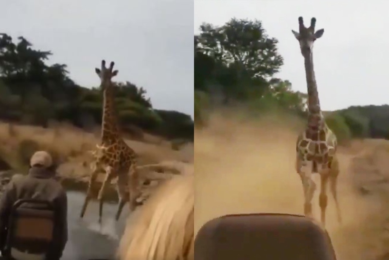Jirafa persigue a turistas en un safari (+video). Noticias en tiempo real