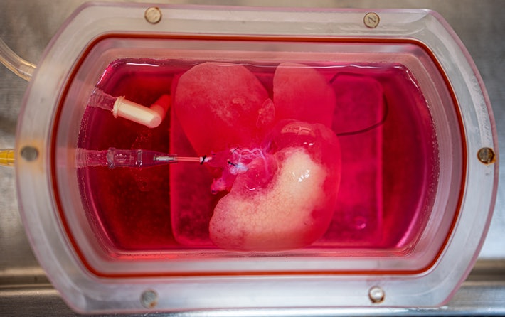 Crean mini hígados que prometen cambiar el futuro de los trasplantes (+fotos). Noticias en tiempo real