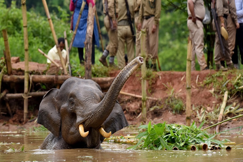 Arrestan a sujeto por su presunta participación en la muerte de la elefanta embarazada en India. Noticias en tiempo real