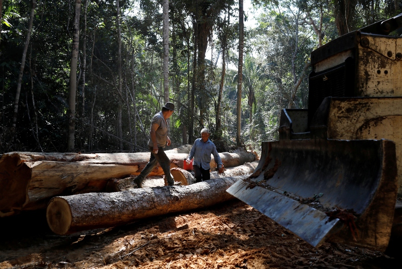 Amazonía registra una deforestación récord en el primer semestre de 2020. Noticias en tiempo real
