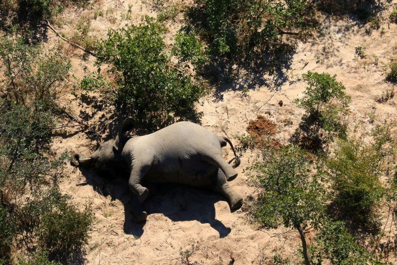 Investigan misteriosa muerte de al menos 275 elefantes en Botsuana (+fotos). Noticias en tiempo real