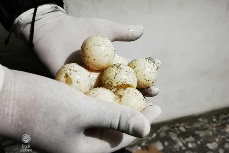 FGR asegura dos mil 850 huevos de tortuga en Chiapas. Noticias en tiempo real