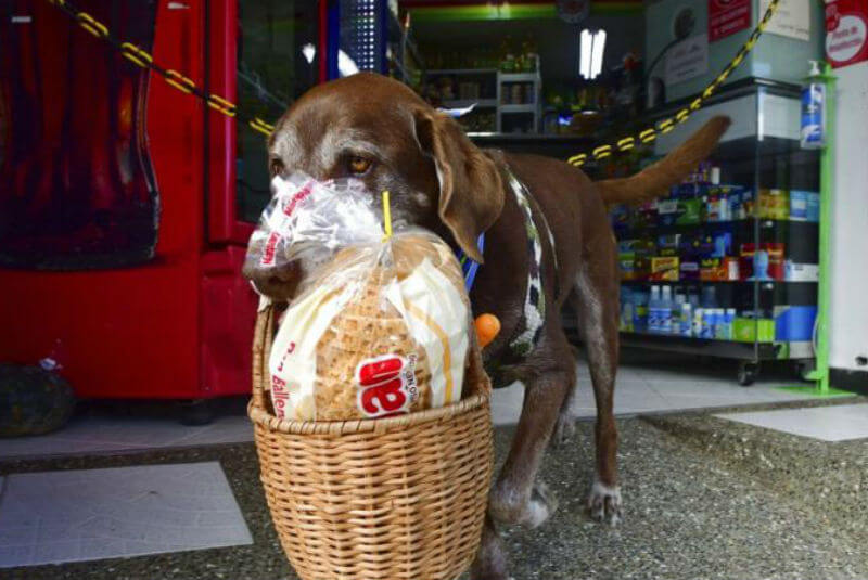 ¡No se vale! Asaltan a “Eros”, el perro que reparte despensas en Colombia; le quitaron su canasta. Noticias en tiempo real