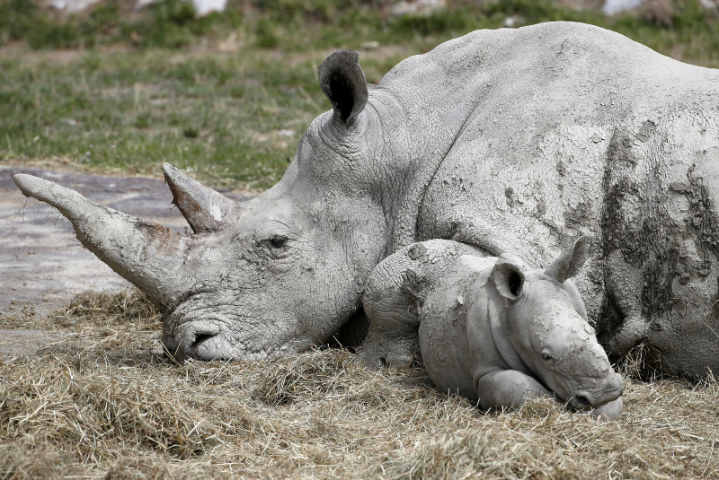 Incautan en Sudáfrica cuernos de rinoceronte por valor de 7 mdd. Noticias en tiempo real