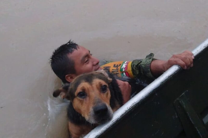 Soldado salva a perrito