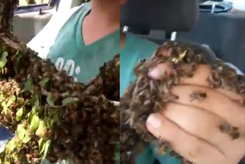 ¡Héroes! Apicultores transportan enjambre de abejas en su auto para rescatarlo (+video). Noticias en tiempo real