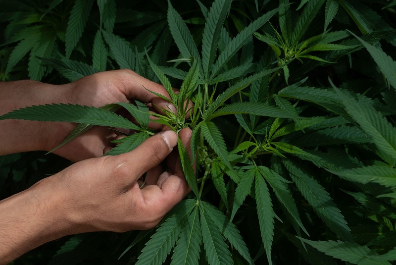 reglamento-uso-medicinal-cannabis
