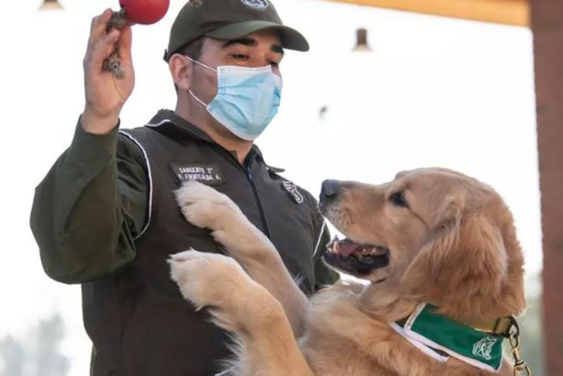 Policía chilena adiestra perros para detectar a infectados de Covid-19. Noticias en tiempo real